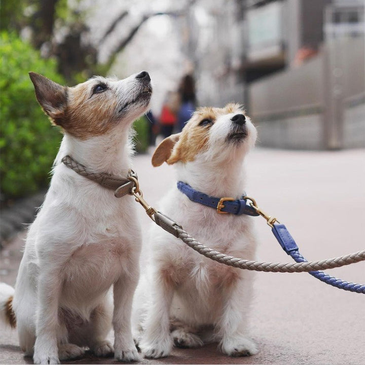 Guinzaglio per cane • BraidPet Guinzaglio per cane • BraidPet - undefined - Fluffall